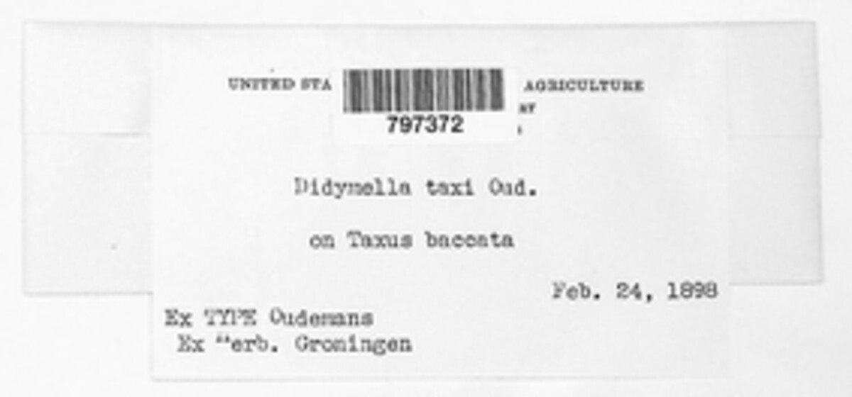 Didymella taxi image